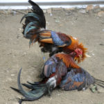 Trik Menang Dalam Judi Sabung Ayam Online